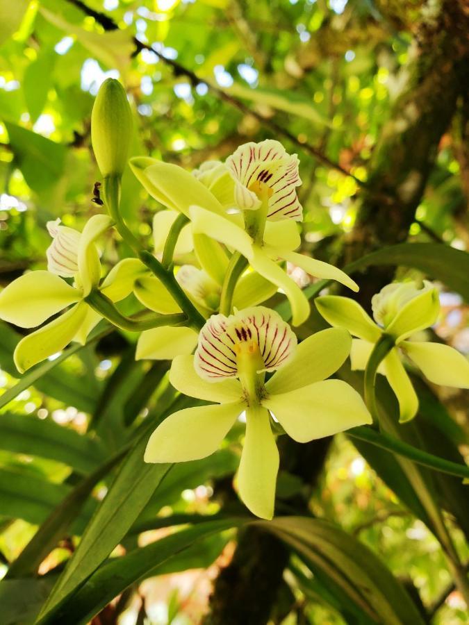 Meson Yohualichan Cuetzalan Luaran gambar