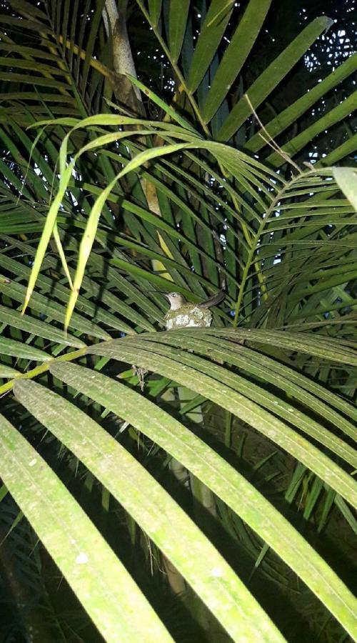 Meson Yohualichan Cuetzalan Luaran gambar
