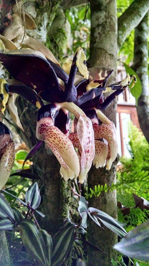 Meson Yohualichan Cuetzalan Luaran gambar